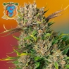 Papaya Zoap Auto