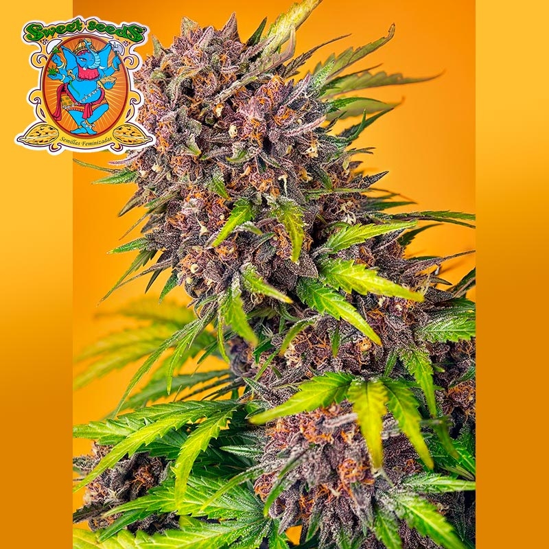 Diablo Rojo XL Auto