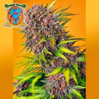 Diablo Rojo XL Auto