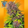 Diablo Rojo XL Auto