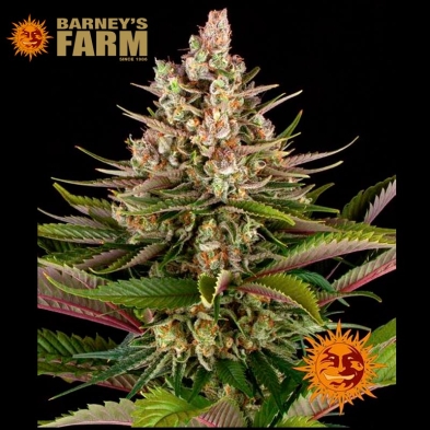 Sour Strawberry