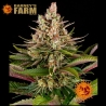 Sour Strawberry