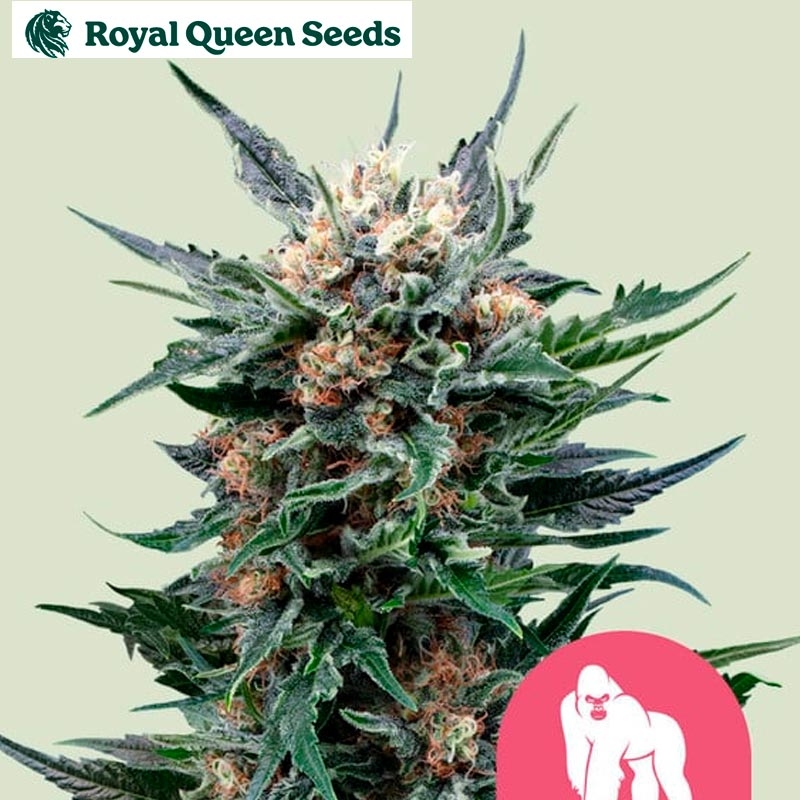 Royal Gorilla
