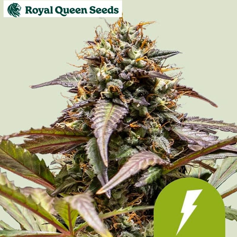 North Thunderfuck Auto