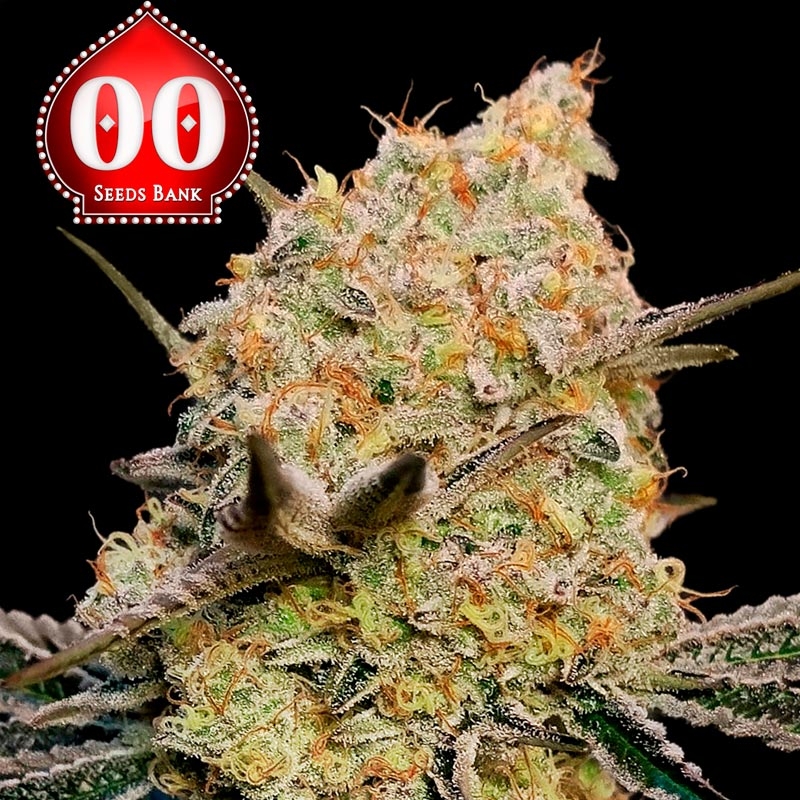 Gelato Mint