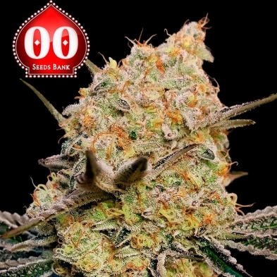 Gelato Mint