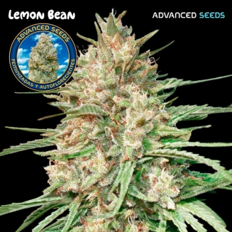 Lemon Bean