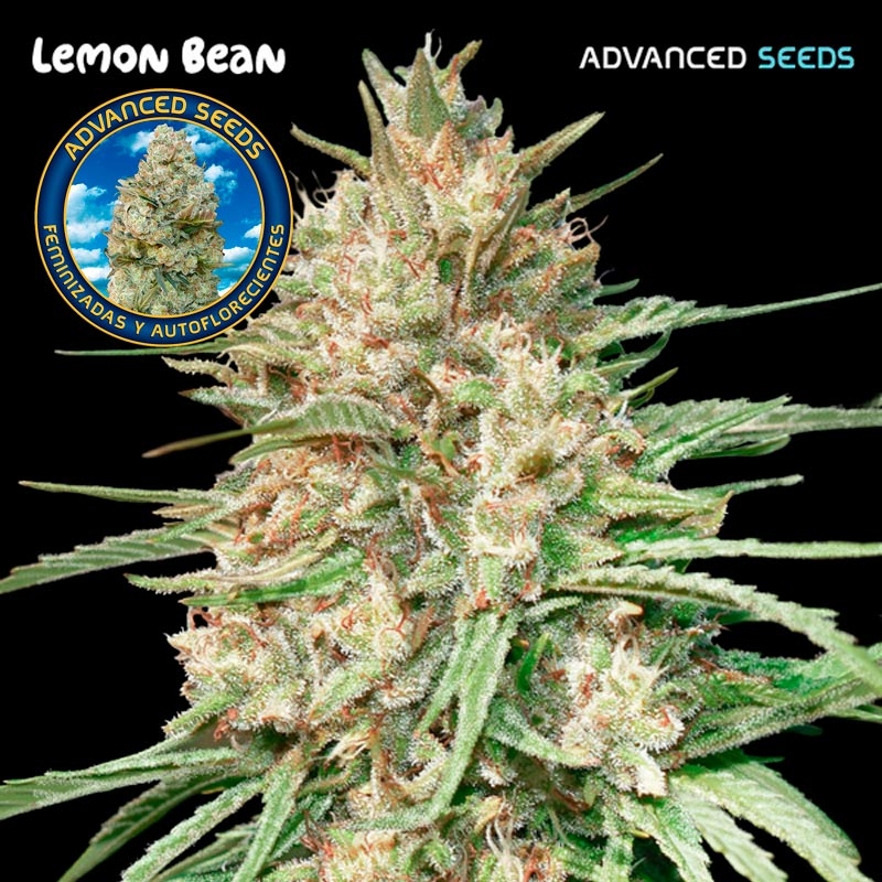 Lemon Bean