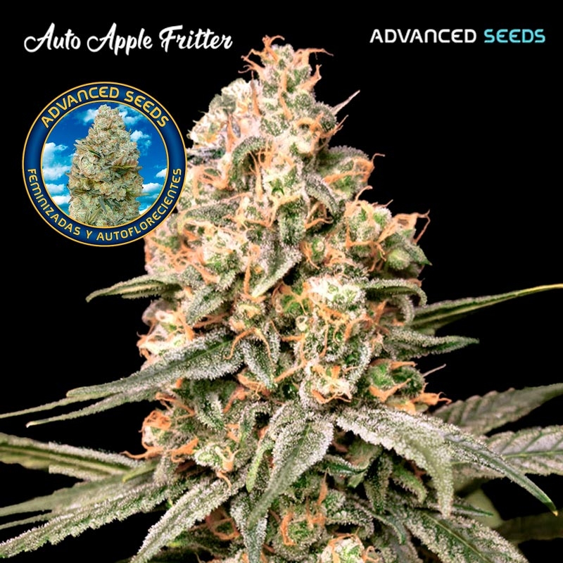 Auto Apple Fritter