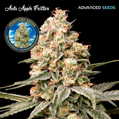 Auto Apple Fritter