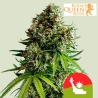 NYC Sour D Auto