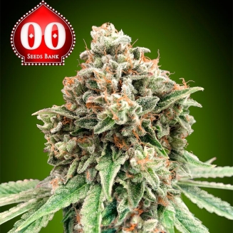 Sweet Critical Fast