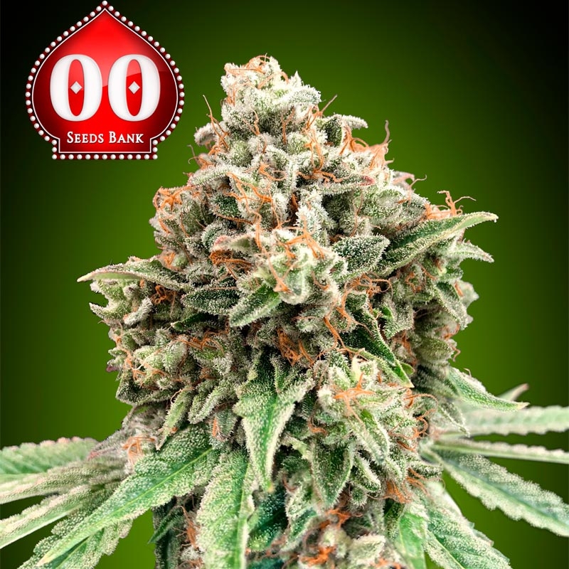 Sweet Critical Fast