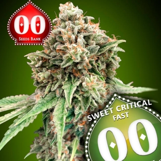 Blue Dream Fast