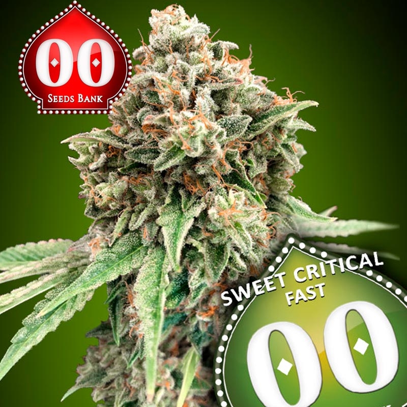 Blue Dream Fast