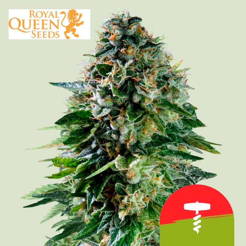 Corkscrew Auto