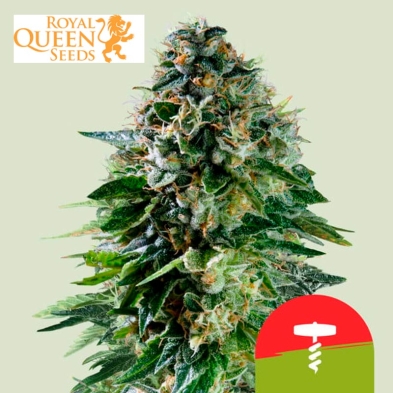 Corkscrew Auto