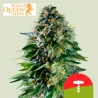 Corkscrew Auto