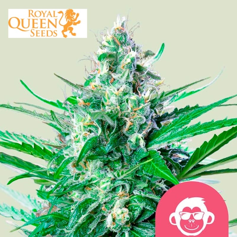 Grape Ape Royal Queen Seeds Feminizada