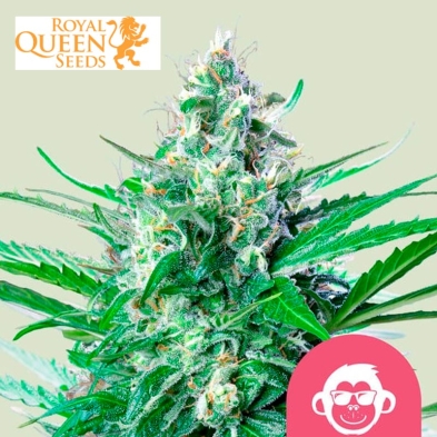 Grape Ape Royal Queen Seeds Feminizada