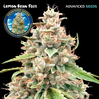 Lemon Bean Fast
