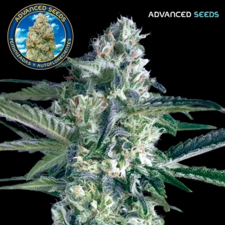 Critical Lemon Fast