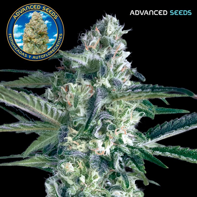 Critical Lemon Fast