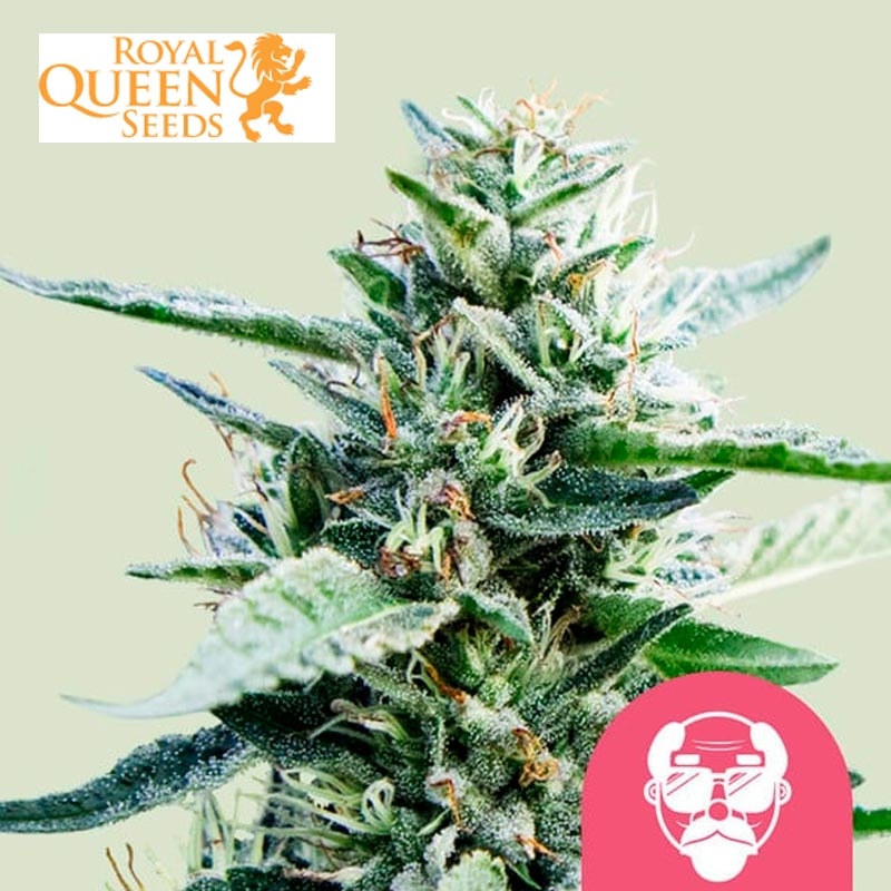 Granddaddy Purple