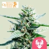 Granddaddy Purple