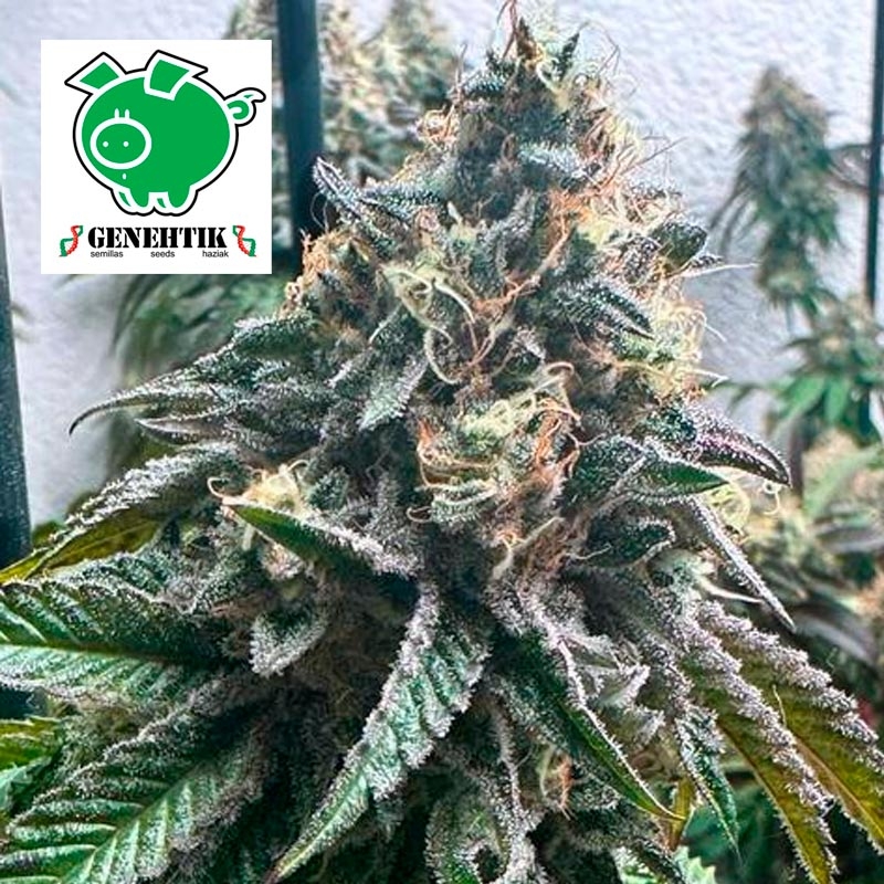 Strawbilbo Banana Auto
