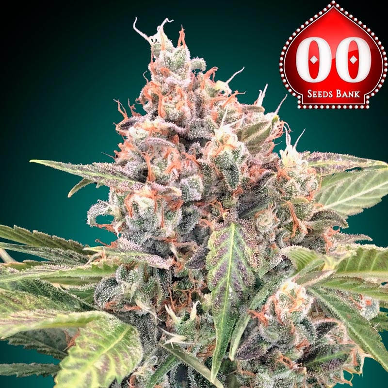 Northern Lights CBD