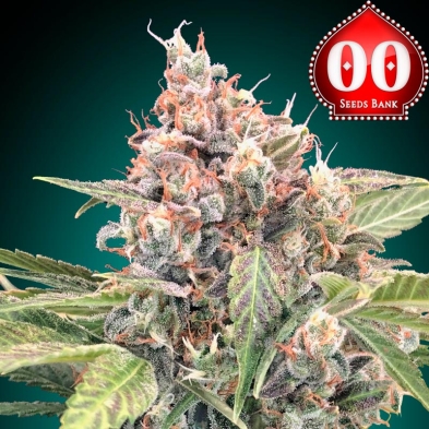Northern Lights CBD