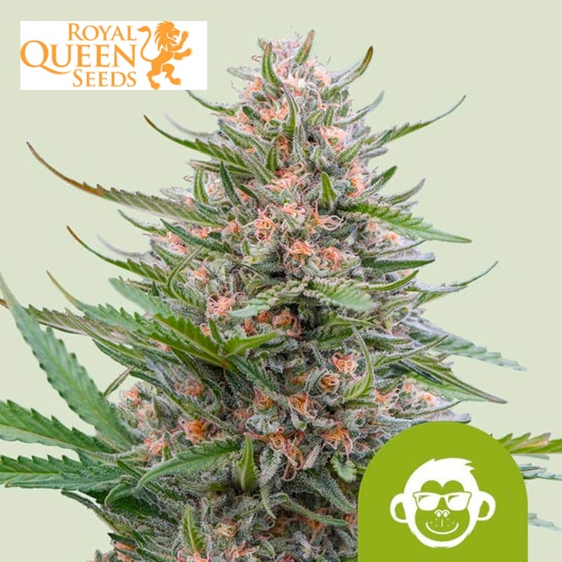 Grape Ape Auto