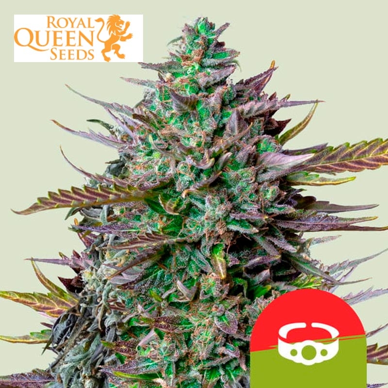 GOAT'lato Auto