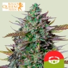 GOAT'lato Auto