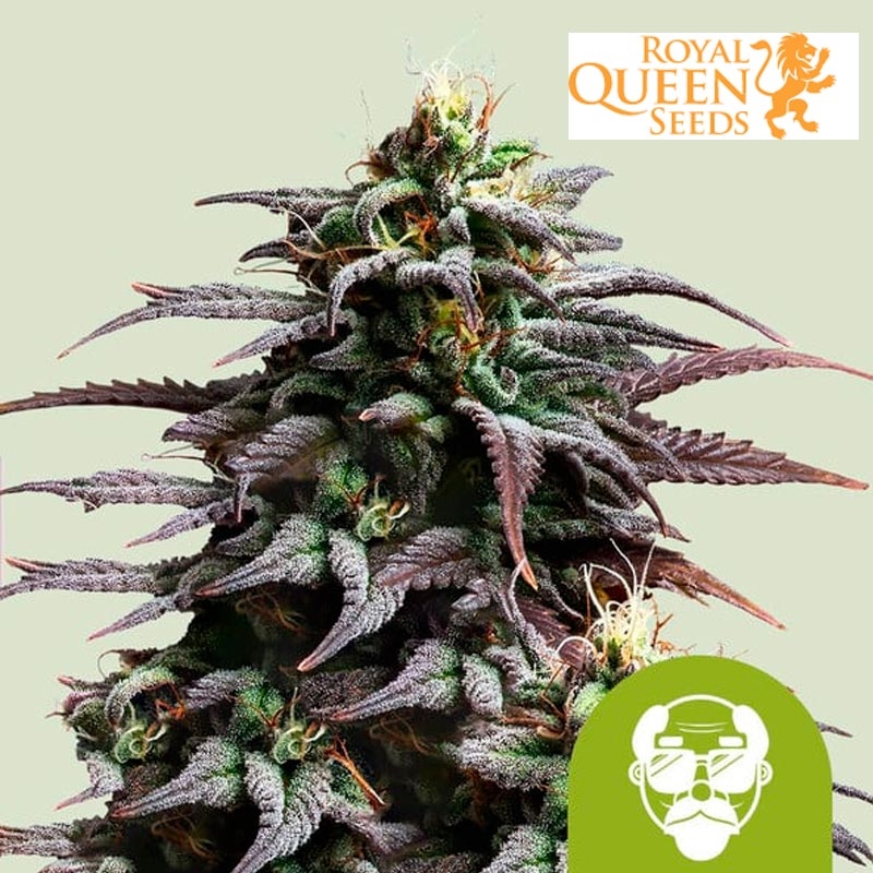 Granddaddy Purple Auto