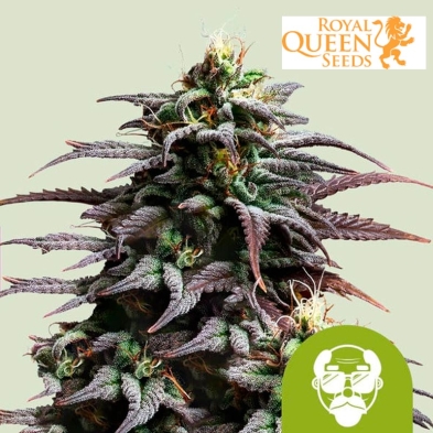 Granddaddy Purple Auto