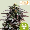 Granddaddy Purple Auto