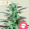 Skunk XL