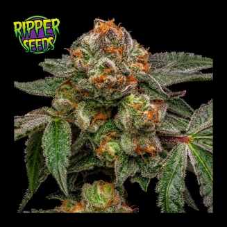 Zake de Ripper Seeds