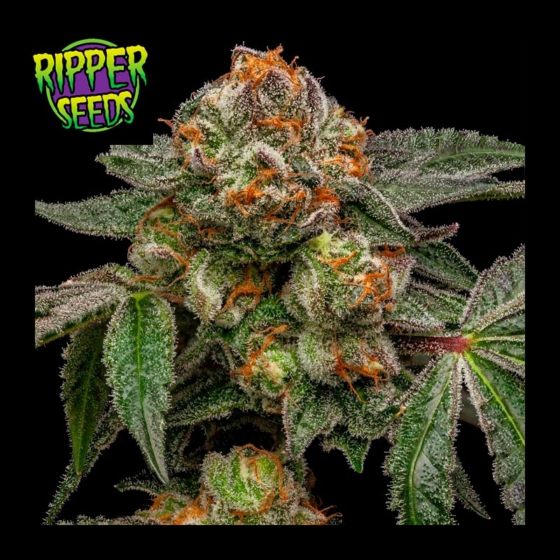 Zake de Ripper Seeds