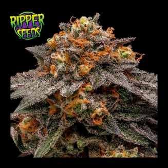 Shimo de Ripper Seeds