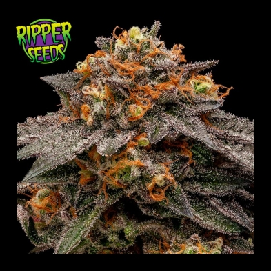 Shimo de Ripper Seeds