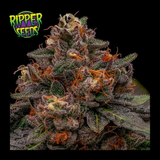 Korenji de Ripper Seeds