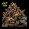 Korenji de Ripper Seeds