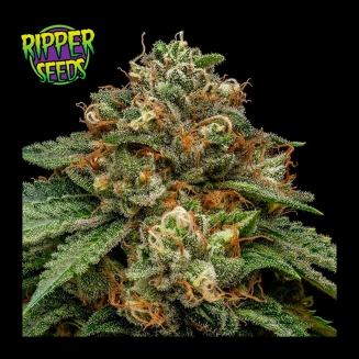 Kroma Ripper Seeds
