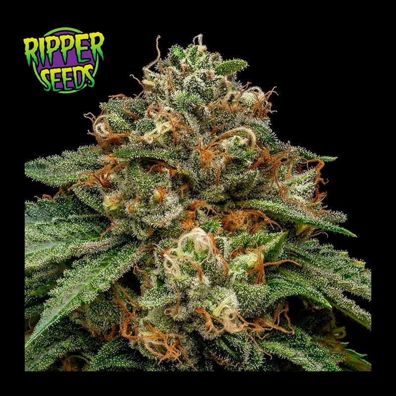 Kroma Ripper Seeds