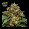 Kroma Ripper Seeds