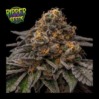Break Pad Breath  de Ripper Seeds