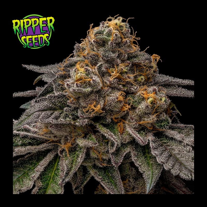 Break Pad Breath  de Ripper Seeds
